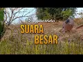 Lagu Tekukur Suara Besar Memanggil Lawan