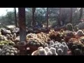 Bach s Cactus Nursery Tucson AZ