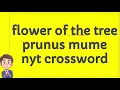 flower of the tree prunus mume nyt crossword