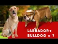 Bullador - Labrador Bulldog Mix Info with Pictures
