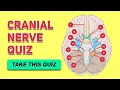 Cranial Nerve Quiz Human Anatomy and Physiology
