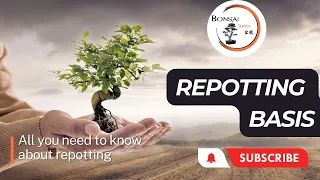 Download Bonsai Repotting Basics | The Bonsai Supply MP3