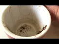 Scorpio June 1 2026 Weekly Coffee Cup Reading by Cognitive Universe