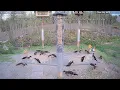 Ryan s Bird Buffet Ground View at Brownville s Food Pantry For Deer