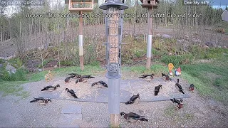 Ryan s Bird Buffet Ground View at Brownville s Food Pantry For Deer