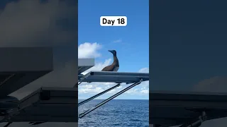 Day 18 sailing around the world without stopping.
