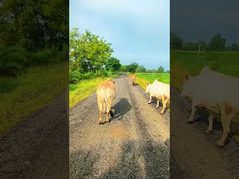 𝐂𝐡𝐮𝐭𝐢 𝐓𝐢𝐦𝐞....... ⚔️🥷⚔️🐪🐐#villagelife #viralshorts #trendingreels #shortvideo #viralshort