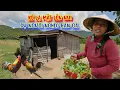Download Lagu KẺ LẠ MẶT đến dụ dỗ người nghèo bán hết gà của ÂN NHÂN - tập 1503