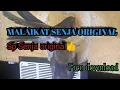 Download Lagu SP MALAIKAT SENJA ORIGINAL