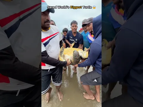 Rescue mission: Turtle Safely released back into the ocean 🥹