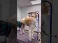 3 million on TikTok Standard Poodle grooming