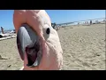Download Lagu Nog een leuk uitstapje naar het strand! 🏖️ 🧡