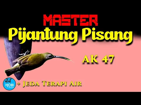 Download MP3 Master Pijantung Pisang + Jeda Terapi Air
