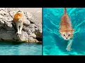 Download Lagu Ze vergaten dat ze een kat waren