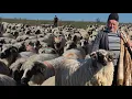 Lagu CIOBĂNIA ALĂTURI DE PETRIȘOR CĂLINA DE LA JIEȚ \