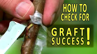 Download GRAFTING PEACH TREES | HOW to CHECK for GRAFT SUCCESS MP3