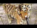 Do BIG CATS Like Fish