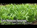 Download Lagu Cara Cepat Menanam Kangkung Dari Biji Sampai Panen Tanpa Pindah
