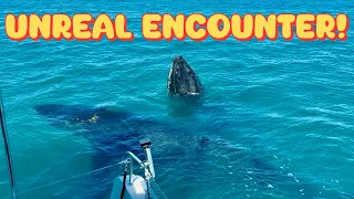 The Most Playful Whale Welcome Ever!