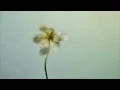 Nao Yoshioka - Shelter feat. Sam Wills (AUDIO)