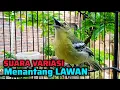 Lagu SIRTU GACOR SUARA VARIASI MENANTANG LAWAN - COCOK UNTUK PANCINGAN SIRTU AGAR BUNYI