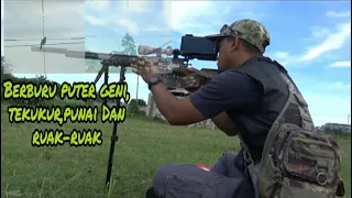 berburu puter geni tekukur punai dan ruak ruak