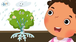 Plant Structures Science 1st Grade Kids Academy