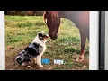 Honoring Pets Like Family Cherished Pets Springfield MO
