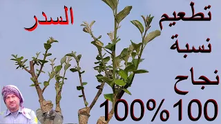 تطعيم السدر  النبق  نجاح مضمون      دندنها