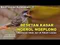 BESETAN KASAR DI TAKUTI LAWAN | Suara Burung Besetan Kasar Ngerol Ngeplong Untuk Isian Burung Lomba