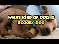 Download Lagu What Breed is Scooby Doo?  What Type of Dog?
