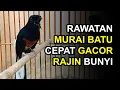 Download Lagu 8 Cara Merawat Murai Batu Cepat Gacor dan Rajin Bunyi