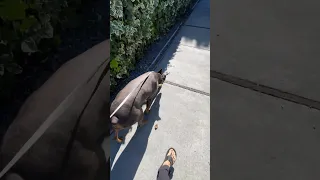Daily life with a Doberman.. #fyp #dream #doberman #pets #youtube