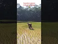 Download Lagu AKTIFITAS NGARAMBET 🌾🌾 #sawah #pemandanganpegunungan #alampedesaan