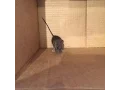 The Mouse Problem