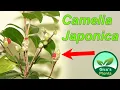 Lagu Camelia Japonica - O noua planta in colectia mea
