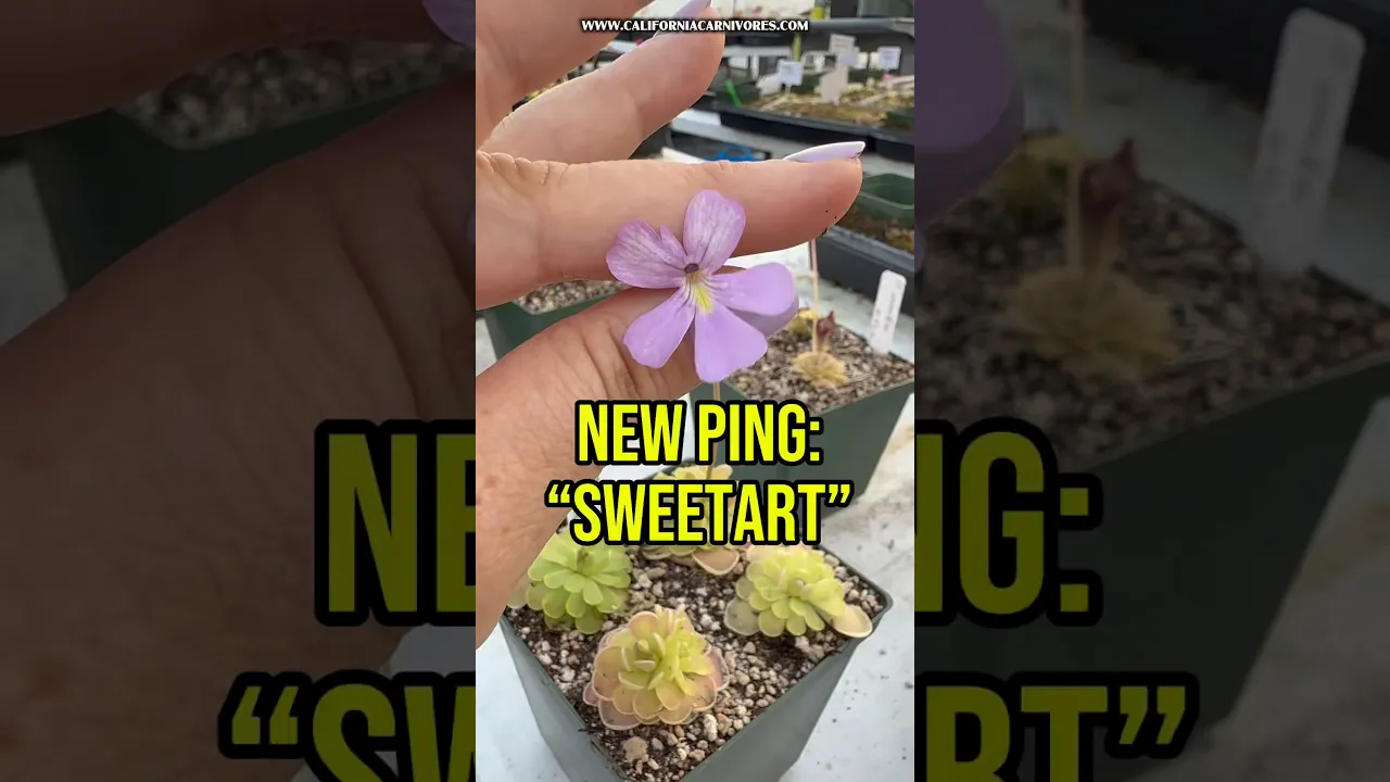Pinguicula x “Sweetart” BARE ROOT