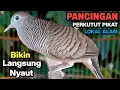 Lagu Perkutut Lokal Gacor RAJA PIKAT Ahlinya Bikin Semua Burung Perkutut Gacor Nyaut