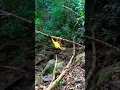 Download Lagu cara pikat burung podang mas.#mikat #shorts #podangkuning
