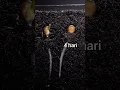 Download Lagu menumbuhkan benih jagung #timelapse #tanaman #jagung