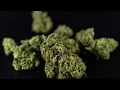 ChemDawg Strain