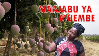 siri nzito na maajabu ya mti wa muembe
