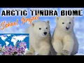 Arctic Tundra Biome School Project