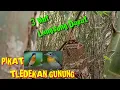 Download Lagu PIKAT TELEDEKAN GUNUNG DI HUTAN BAMBU