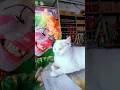 Download Lagu CAT TRA TRE TRA TRE