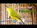 Download Lagu Pleci Dakun Bali Ful Nembak