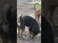 Download Lagu Anjing Dan Sampah