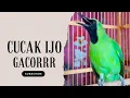 Lagu FULL Nembak Panjang-Panjang - Cucak Ijo Ngotot bongkar Isian Kasar
