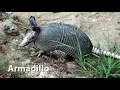 Armadillo Sounds