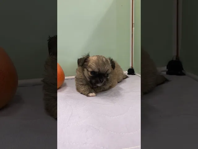 動画